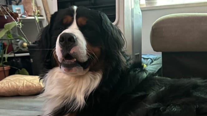 Duncan de hond