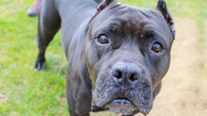 Dunkler American Bully XXL