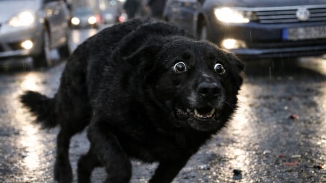 Perro oscuro huye presa del pánico
