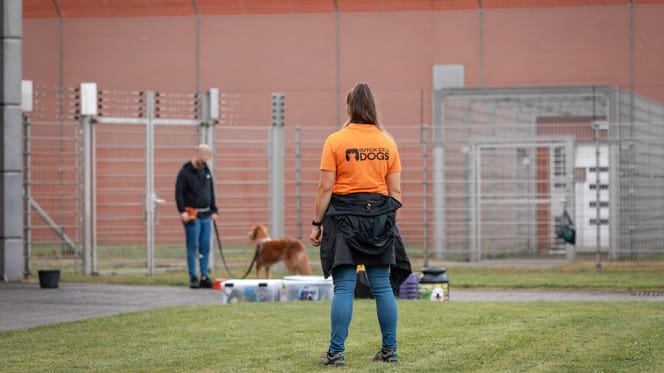 Dutch Cell Dogs en Wamiz gaan een samenwerking aan voor het adopteren van honden