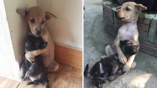 Dwa psy w objęciach