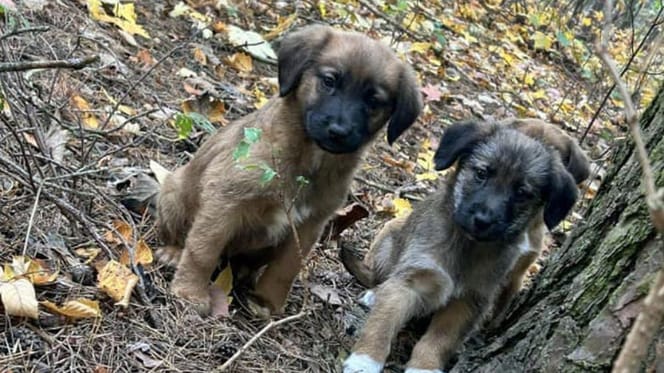 Dwa z porzuconych szczeniaków