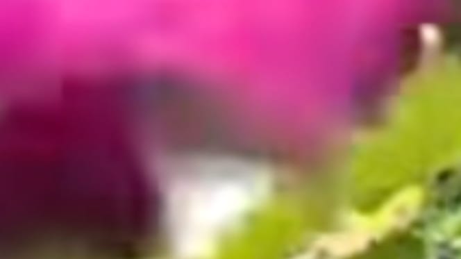 A flash of pink in the woods