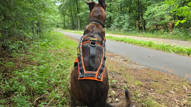 Een antiwolvenvest met pinnen bij Mechelse herder Mia