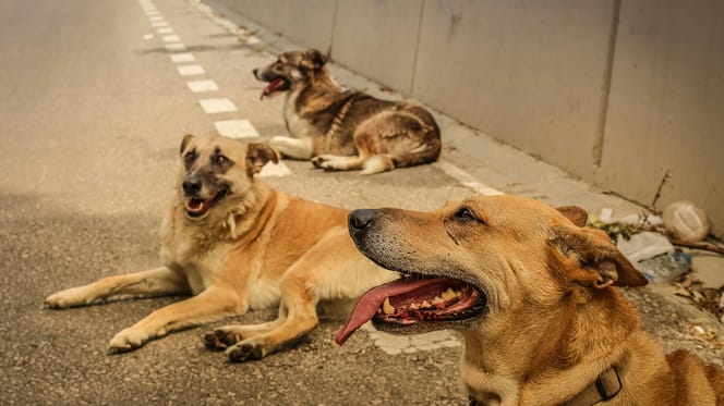 Een groep wilde honden zorgt voor angstige taferelen in stad VS