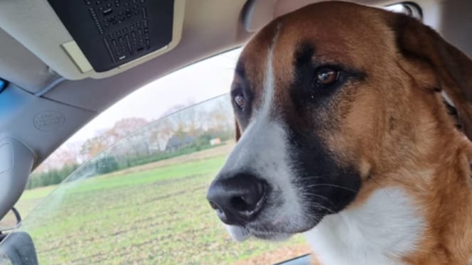 Een hond in Deurne in paniek slaat op de vlucht na harde vuurwerk knal