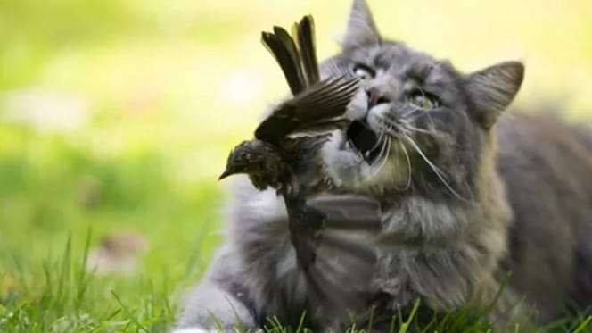 Een kat die jaagt op een vogel. Binnenkort verleden tijd?