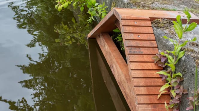 Een kattentrap zodat katten uit het water kunnen komen