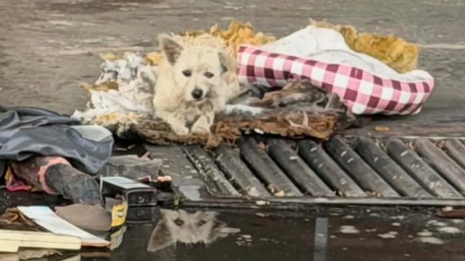 Een klein hondje overleefde weken tussen het afval op een verlaten plek
