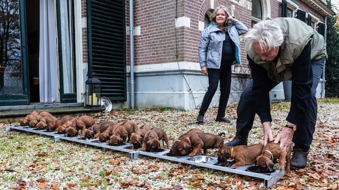 Een nest van 15 puppy's verrast Annelies en Eddy