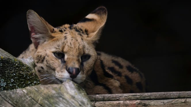 Een serval loopt rond in Gelderse straten
