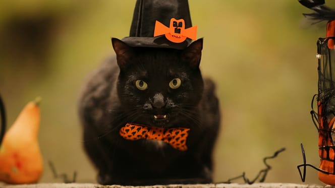 Een Spaans dorp stopt met adoptie zwarte katten rondom Halloween