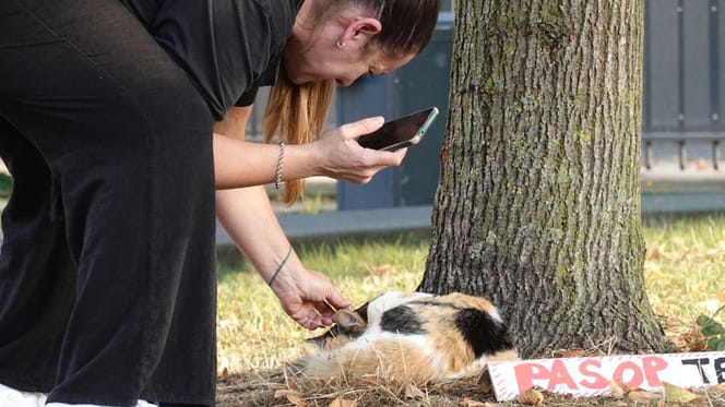 Een treinreiziger op Rotterdam CS die NS-poes Madelief aait