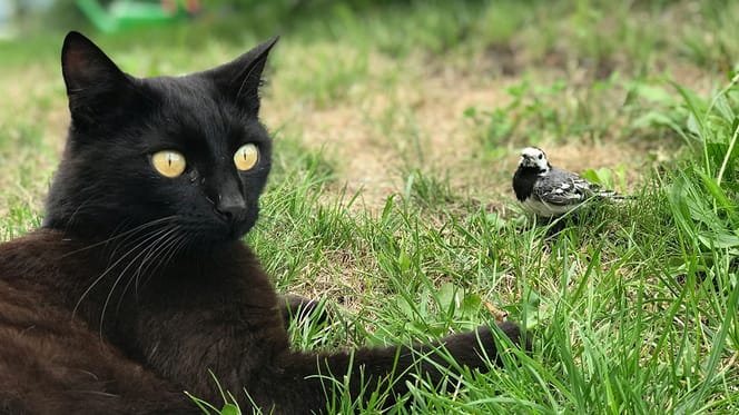 Eerste kat overlijdt aan vogelgriep in Nederland, minister uit zorgen