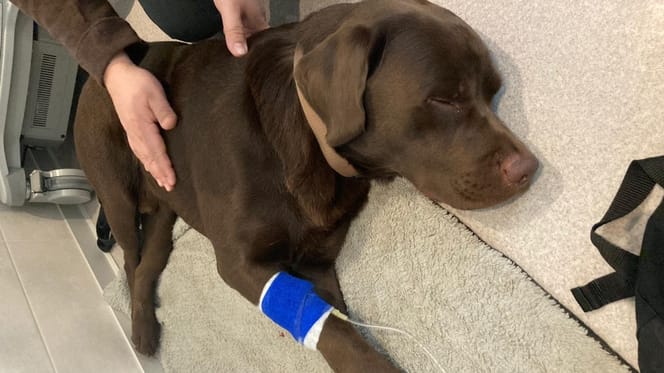 Un Labrador couleur chocolat avec une perfusion