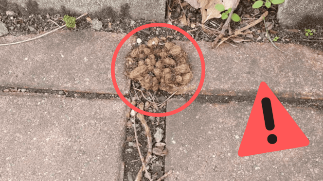 Un nid de chenilles processionnaires hautement toxique.