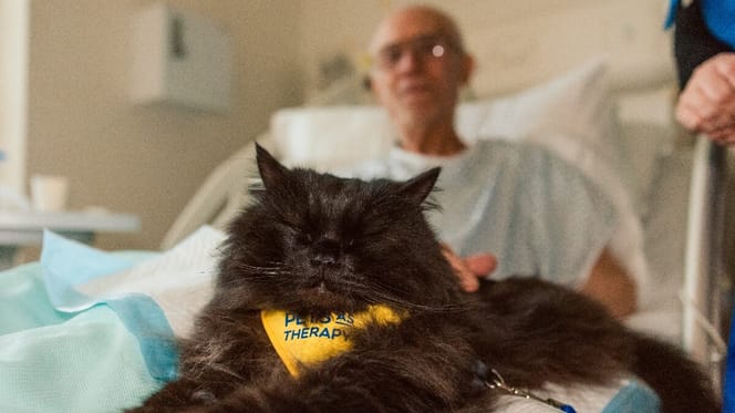 Eine Therapiekatze mit einem älteren Mann