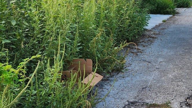 Een verlaten kartonnen doos in het struikgewas