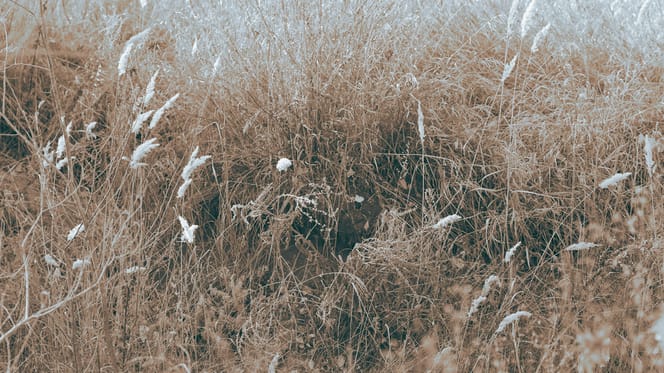 Een hurende vrouw redt honden die in het struikgewas zijn achtergelaten
