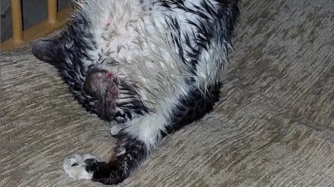 Eine Katze kommt nass und verstört nach Hause