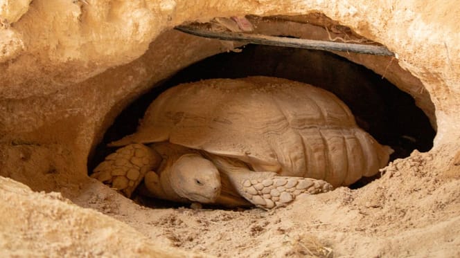 Eine Schildkröte in ihrem Bau