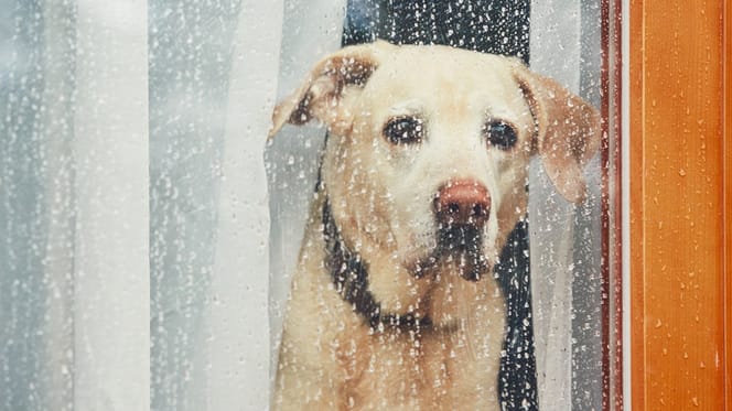 Einsamer Hund schaut aus dem Fenster