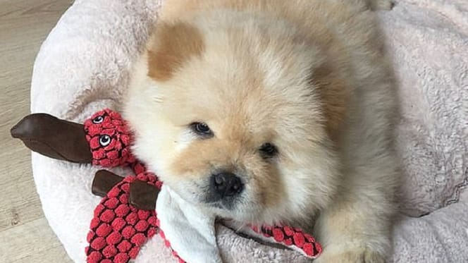 szczeniak leżący obok pluszowej zabawki