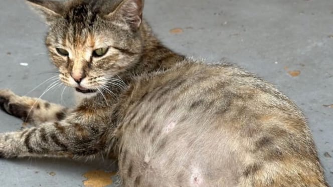 Die getigerte Katze Eliza