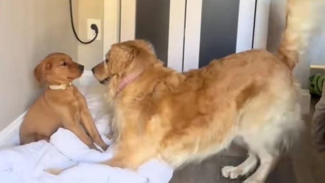 Ellie trifft auf Welpe Maple