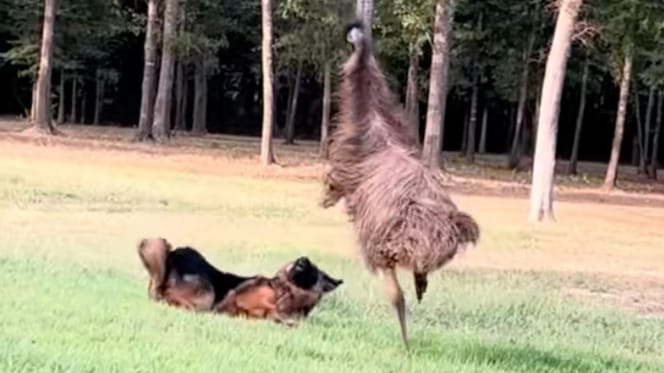 An emu and a dog playing together
