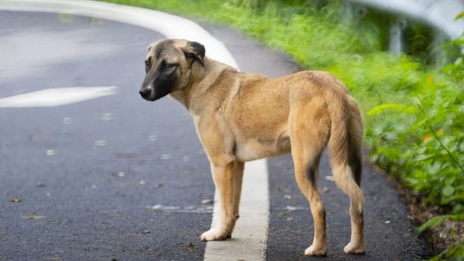 enero-mes-mas-abandonos-perros