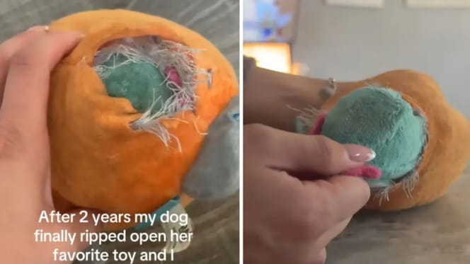 Scoperta nel giocattolo per cani
