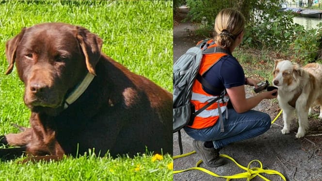 Er wordt met man en macht gezocht naar hond Shadow rondom Utrecht