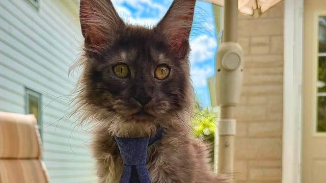 Erebus, chat avec 29 orteils