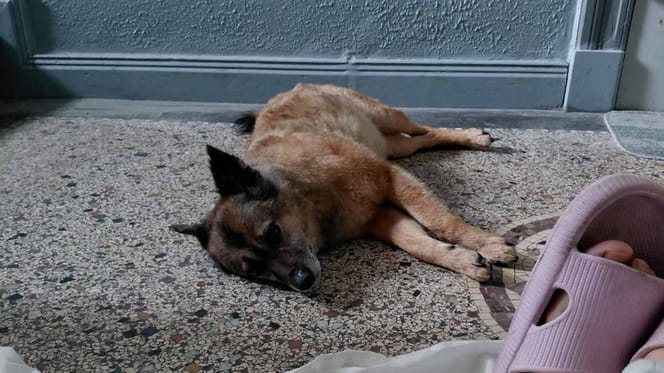Erschöpfter Hund liegt auf dem Boden