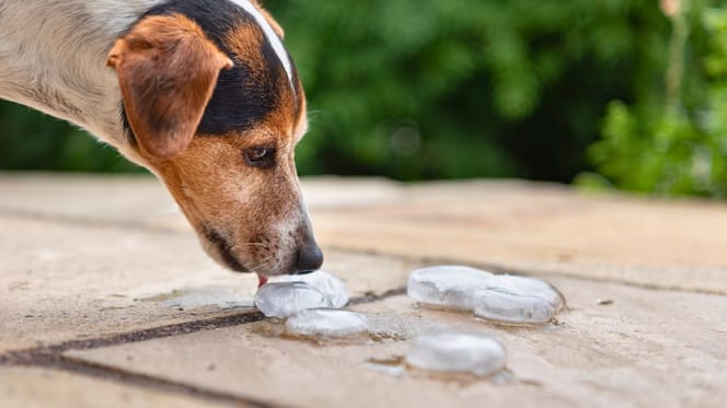 ¿Es bueno el hielo para perros?