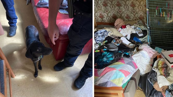 Espoir, la chienne secourue