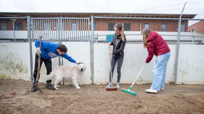 Extra handjes voor dit asiel in Breda die jaarlijks zorgt voor 250 honden en 1350 katten