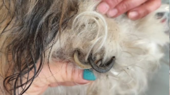 Extrem lange Hundekrallen