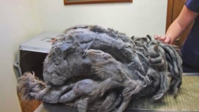 Chat au pelage extrêmement emmêlé