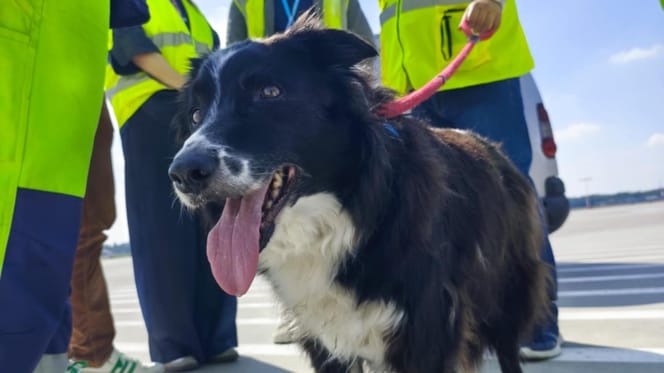 Falco, der Flughafen-Hund