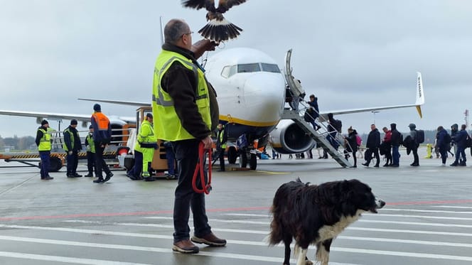 Falco, pies z lotniska
