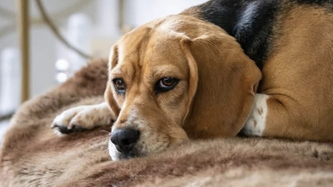 Familie Meiland heeft afscheid genomen van hond Babs