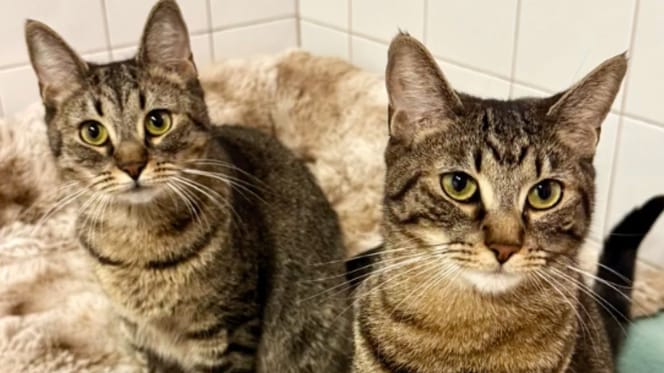 famille de chats