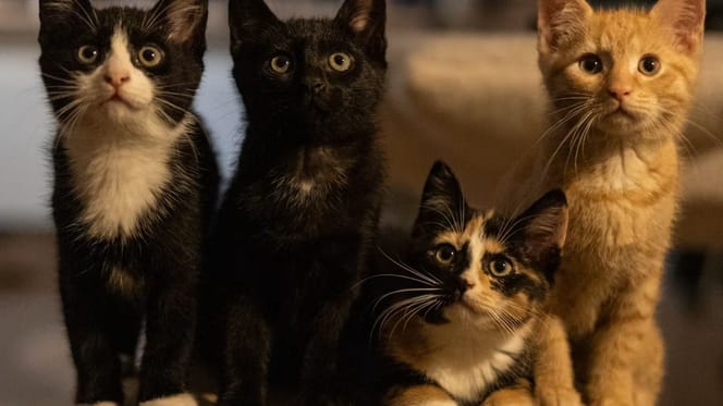 Famiglia di gatti