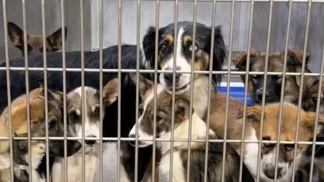 Dog family