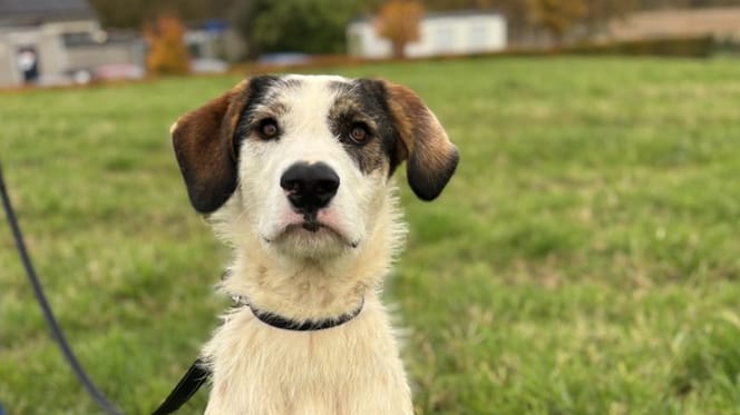 Fayah is op zoek naar een nieuw thuis. Wil jij haar adopteren?