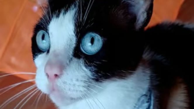 fede-gato-en-adopcion