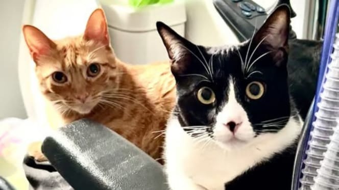 figaro-frida-gatos-adopcion