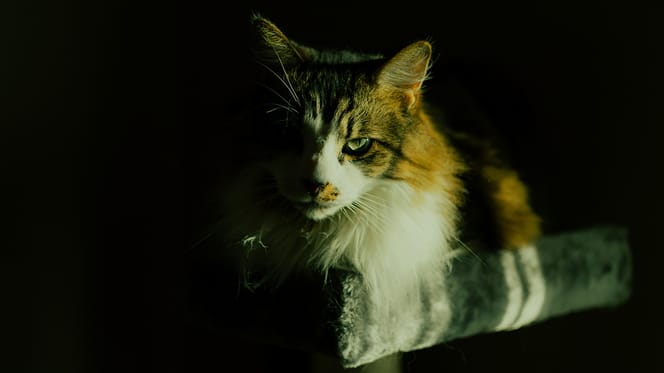 filmische kattennamen